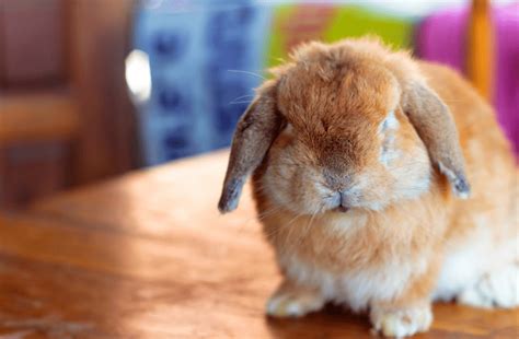 Holland Lop Rabbit - Complete Breed Guide & Top Facts