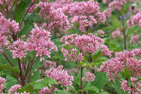 Butterfly Flowers for Shade Gardens