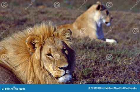 South Africa: Lion and Lioness Hunting Stock Image - Image of ugetiere, tourismus: 189133885