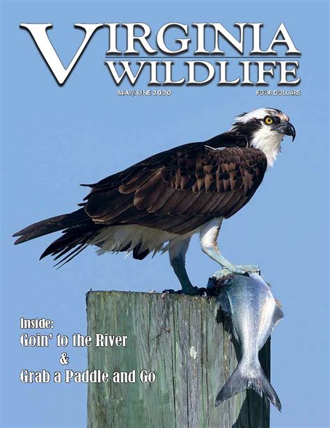 Virginia Wildlife Magazine | Virginia DGIF