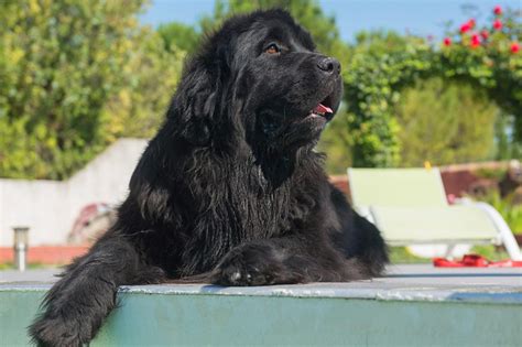 The 12 Best Low-Maintenance Dogs for Busy People | Reader's Digest