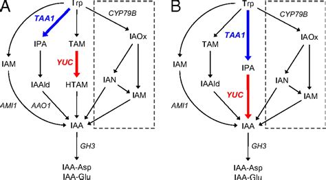 The main auxin biosynthesis pathway in Arabidopsis | PNAS