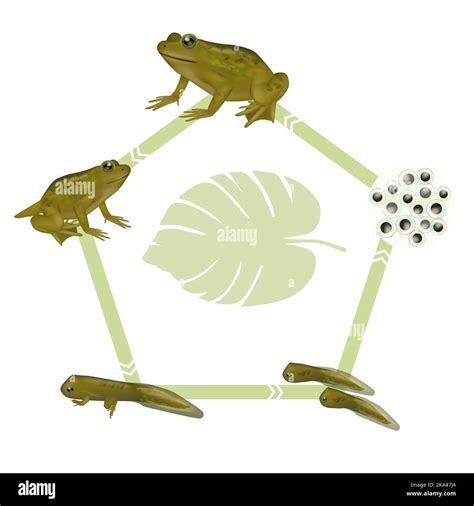 Life cycle of a frog. Froglet, Frog,Tadpole with legs, Tadpole, Embryo ...