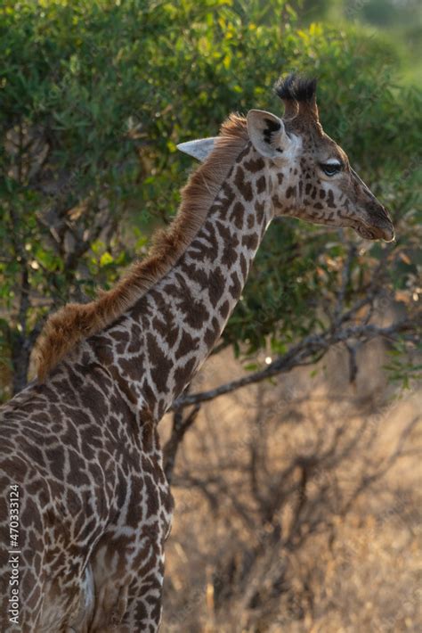 Giraffe in Kennya on safari, Africa. African artiodactyl mammal, the tallest living terrestrial ...