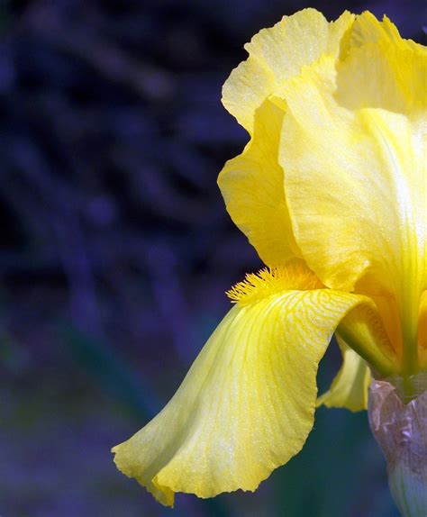 Yellow Iris Free Stock Photo - Public Domain Pictures