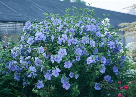 Rose of Sharon: How to Grow & Care for Hibiscus syriacus | Garden Design