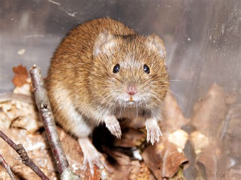 Pin by Beau Anderson on Back Yard | Field mouse, Species, Animals