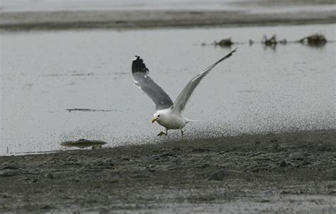 Bill Hubick Photography - California Gull (Larus californicus)