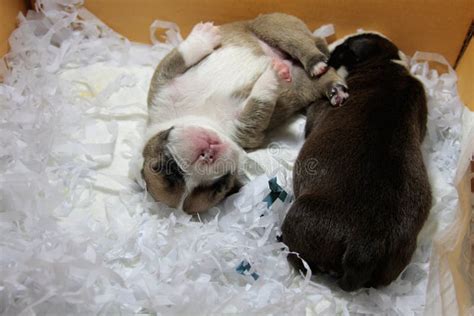 Newborn Puppy are Sleeping after Resting. Stock Photo - Image of love, breed: 115442180