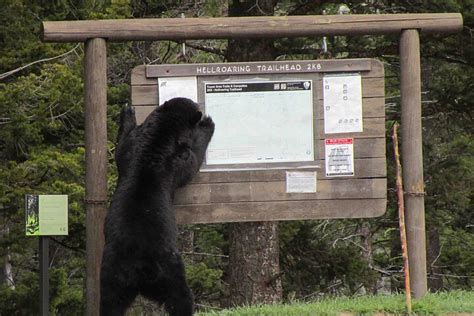 2023 Lamar Valley Wildlife Tour - Tripadvisor