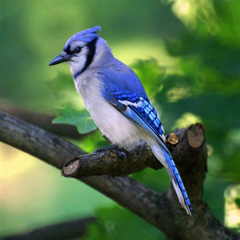 Chara azul (Cyanocitta cristata) observado por greenman37 07:44 PM UTC en junio 27, 2009 ...