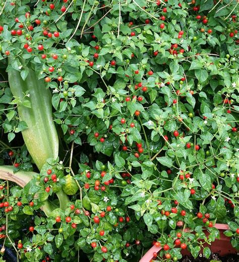 CHILE Pequin/tepin/petin Capsicum Annuum...hot HOT Pepper - Etsy