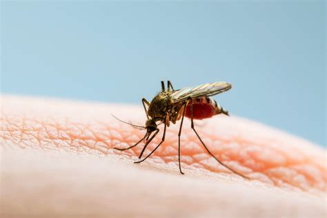 How To Identify A Dengue Mosquito Bite