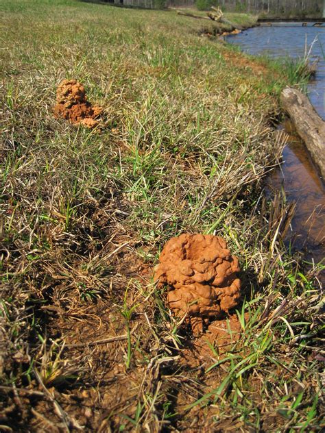 Crayfish burrows | Auburn University Fisheries Unit Ponds, A… | Matt Tillett | Flickr