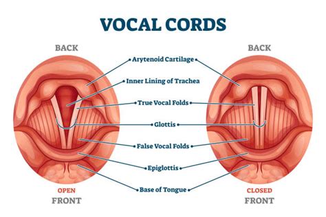 Vocal Chords Diagram For Kids