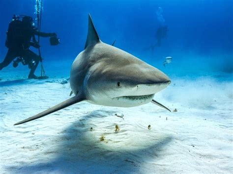 Sharks In Lake Michigan? Climate Change Makes It More Likely | Across America, US Patch