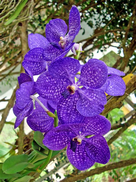 Beautiful Orchid Flowers In The World | Best Flower Site