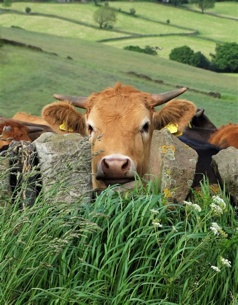 Yorkshire Pudding: Cattle