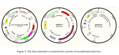 Lentivirus vector system, lentivirus production and transduction | GeneMedi