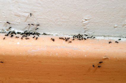 Ants-on-Baseboard | Presidio Pest Management