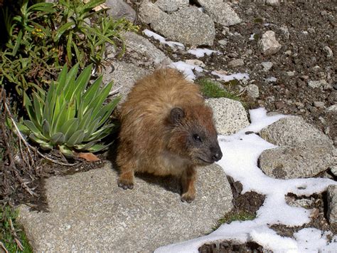 Flora and fauna of Mount Kenya ~ Great Mountain