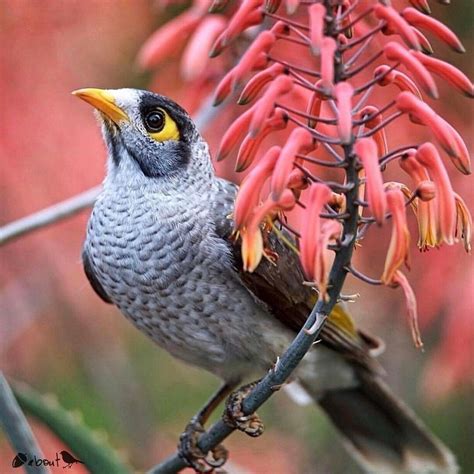 Noisy Miner, Queensland Australia Australian Birds, Queensland ...