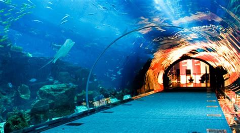 Contact of Dubai Aquarium customer service (phone, address) | Customer ...