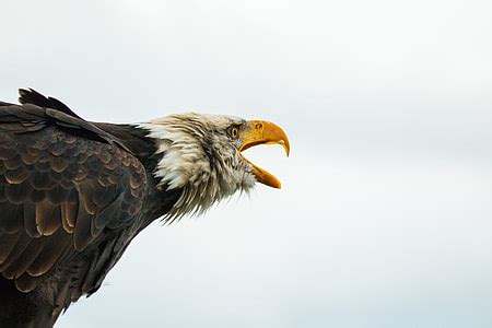 Royalty-Free photo: White and brown eagle | PickPik