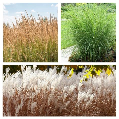 Tall Ornamental Grass Container Collection | American Meadows