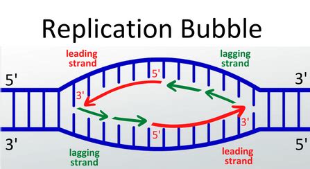 Prokaryotic Dna Replication Lagging Strand