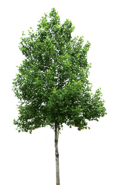 Download TREE Free PNG transparent image and clipart