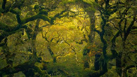 Fiordland Rainforest – Bing Wallpaper Download