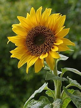 Sunflower - Simple English Wikipedia, the free encyclopedia