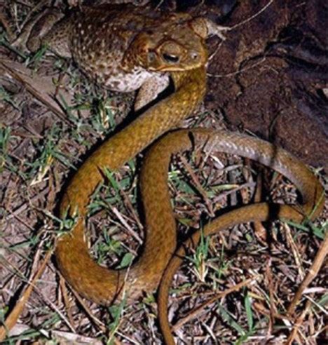 Pictured: Toad turns tables on predator by eating 3ft snake | Daily Mail Online