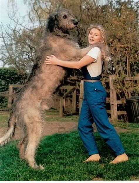 Leonberger Dog Giant