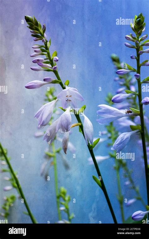 Hosta Flowers with Textured Overlay Stock Photo - Alamy