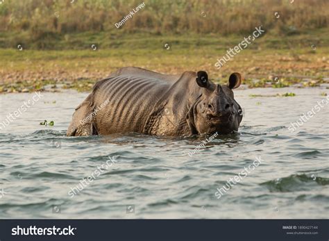 Indian One Horned Rhino Nepal Stock Photo 1890427144 | Shutterstock