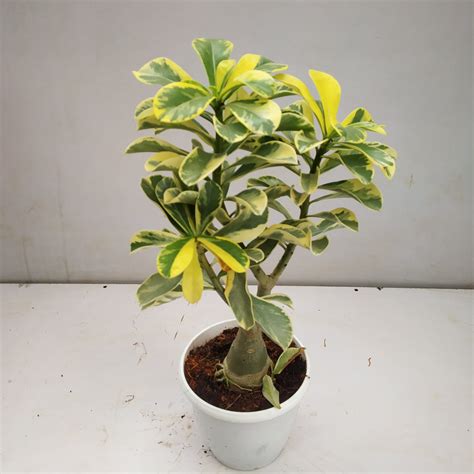 Variegated Adenium Bonsai - NurseryBuy