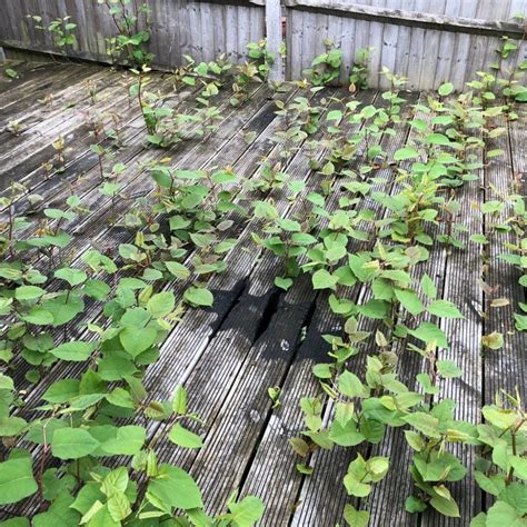 Japanese Knotweed Removal Surrey | CYB Environmental