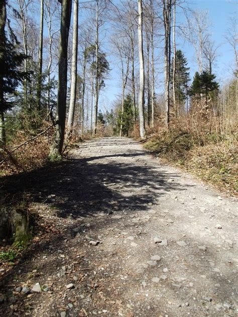 Empty forest road in spring free image download