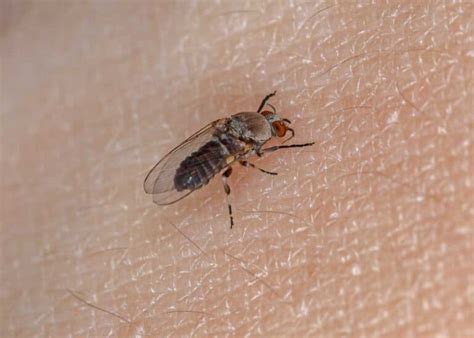 Do Gnats Bite Humans? 3 Common Biting Gnats (8 Tips to Avoid Bites ...