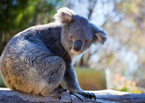 Lewis the koala dies after being rescued from Australian wildfires