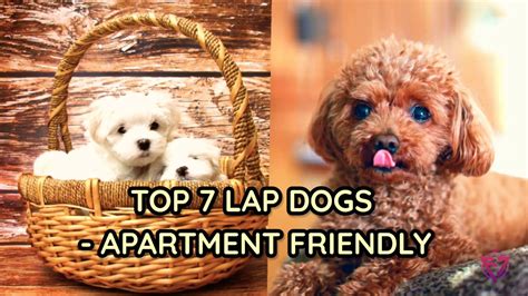 Top 7 Lap dogs | apartment friendly 🐕 - YouTube