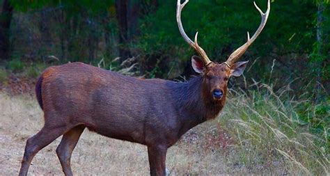 The Sambar Deer | Critter Science