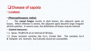 sapota cultivation | PPT