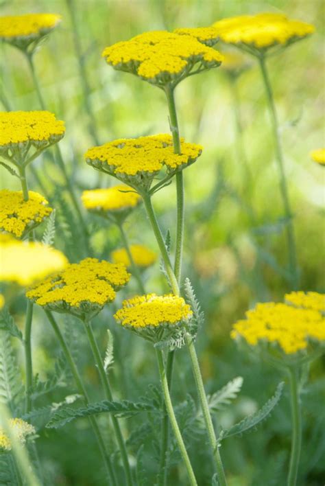 Achillea - Perennial Power