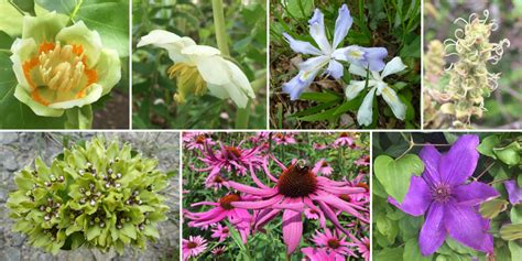 Angiosperms (Flowering Plants) - Digital Atlas of Ancient Life