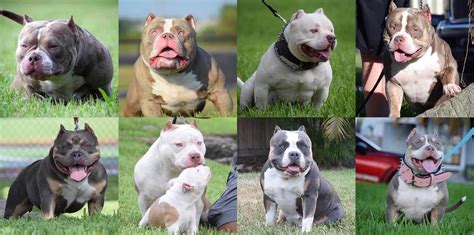 43 HQ Pictures Tri Color Bully Puppies / Stuntlinebullycamp American ...