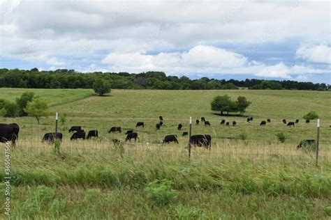 Cow Pasture Stock Photo | Adobe Stock