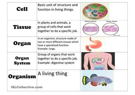 Organ System Level Of Organization Example - bmp-lard